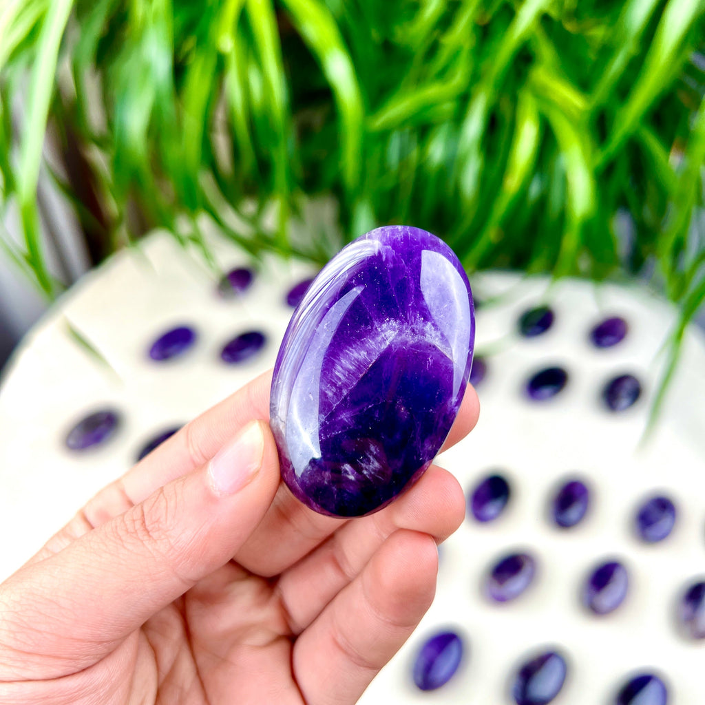 dream amethyst palm