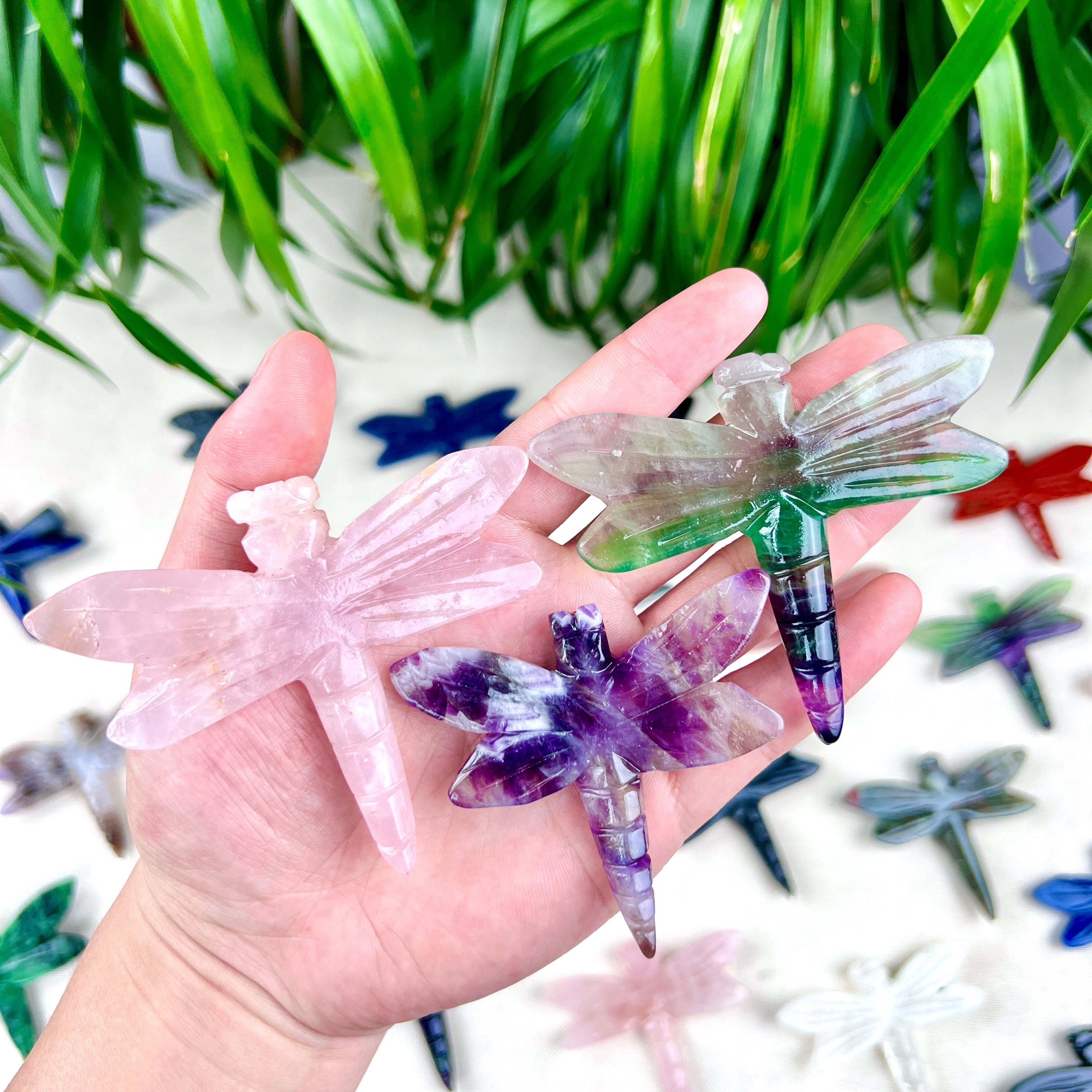 dragonfly