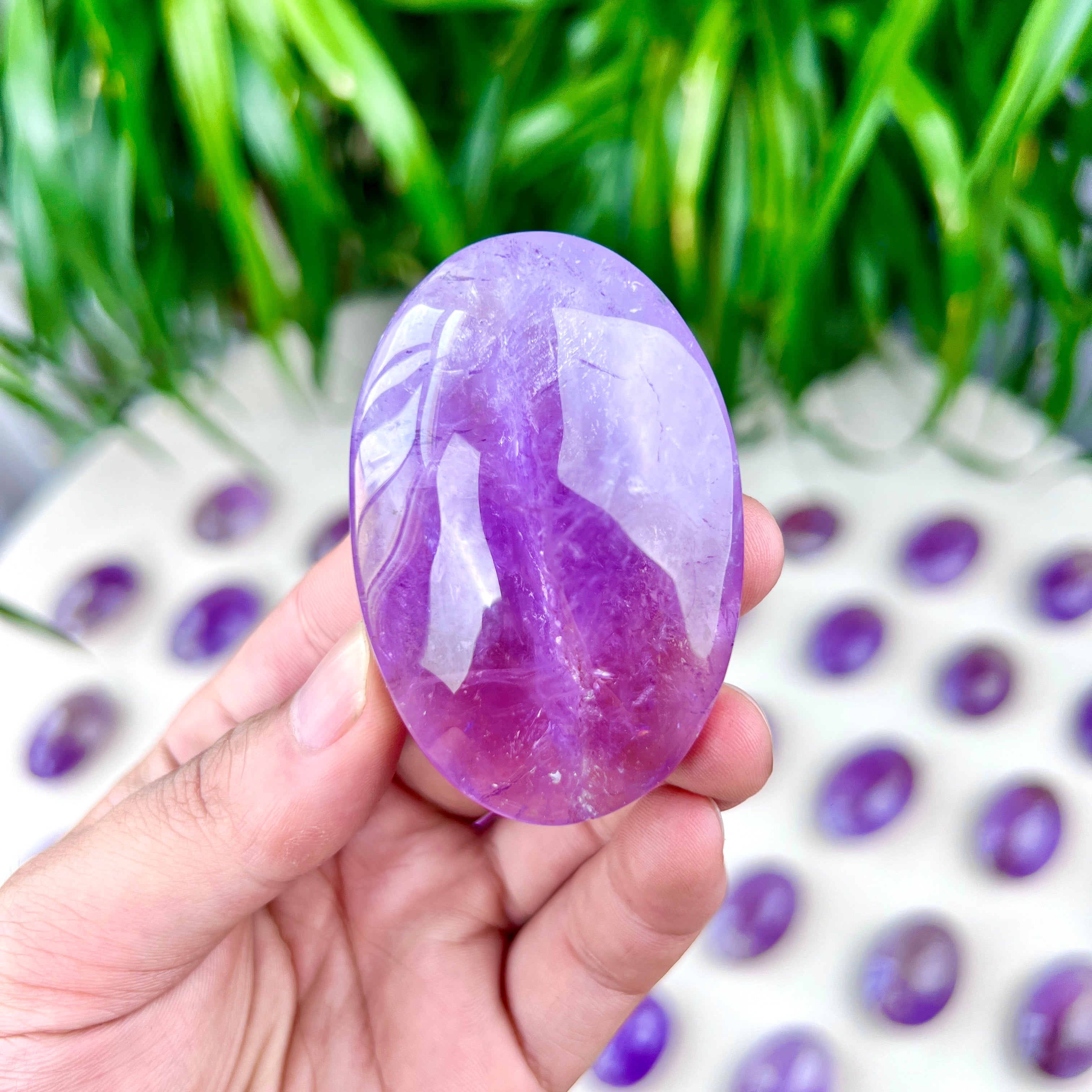 amethyst palm