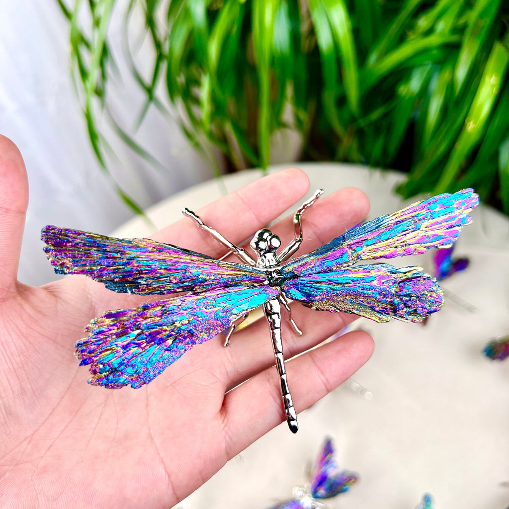 Aura Coated dragonfly