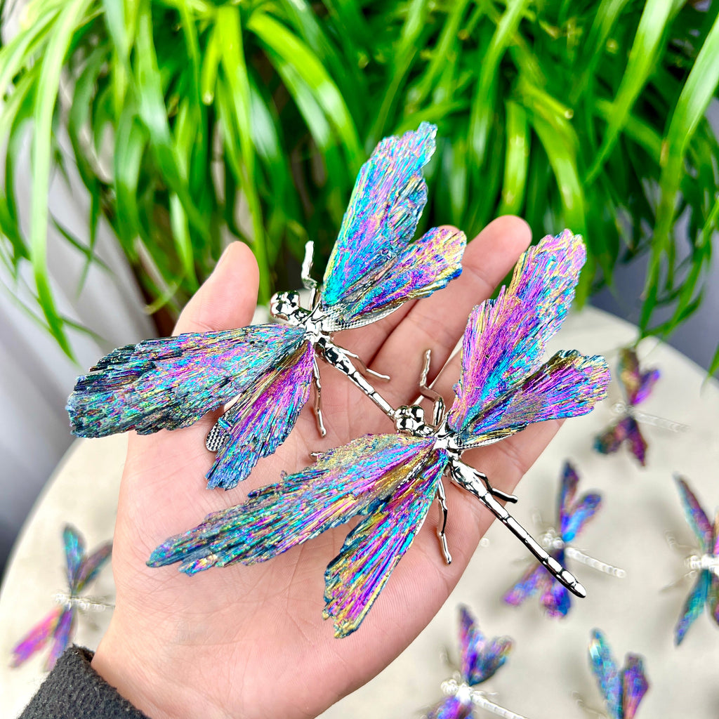 Aura Coated dragonfly