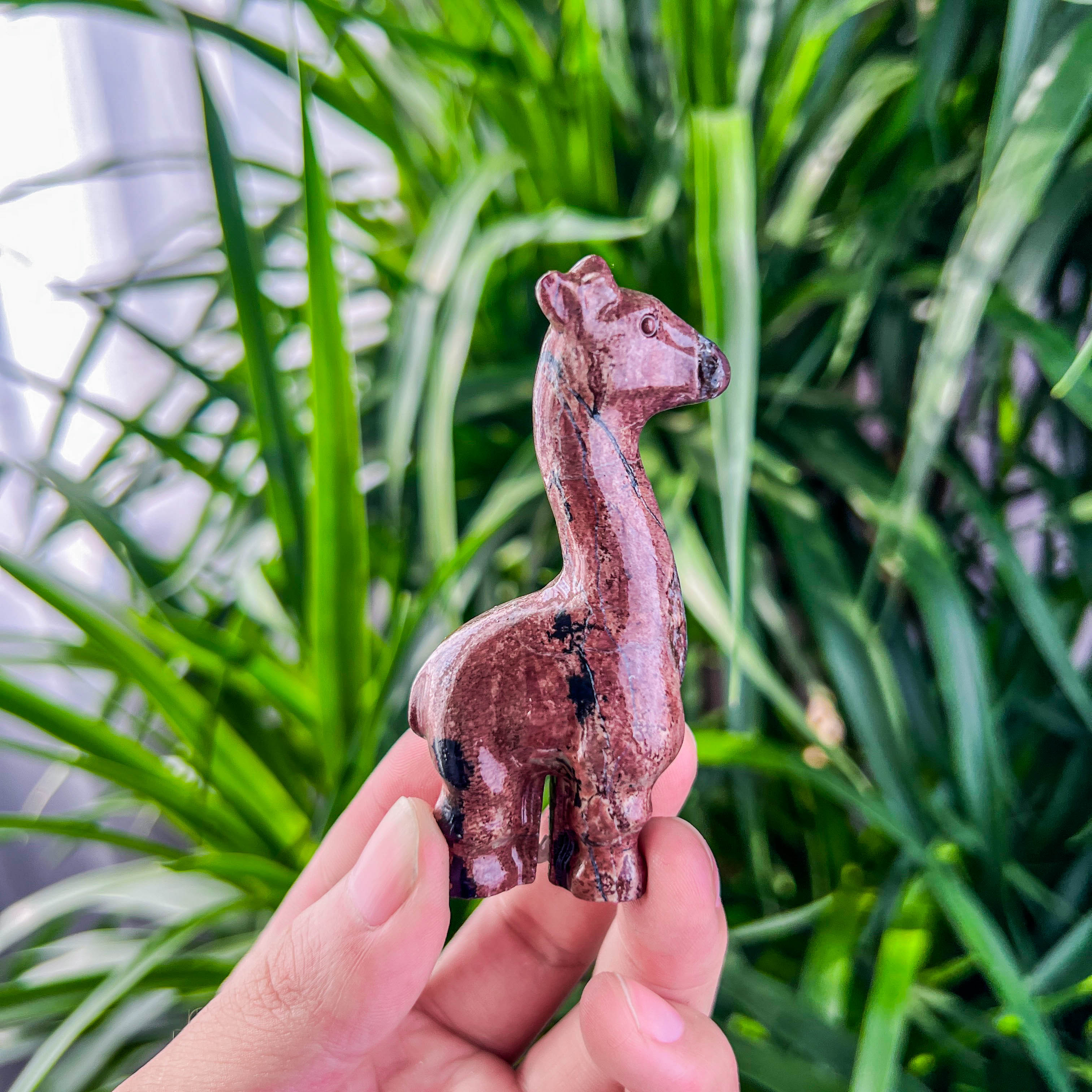 Picture jasper giraffe