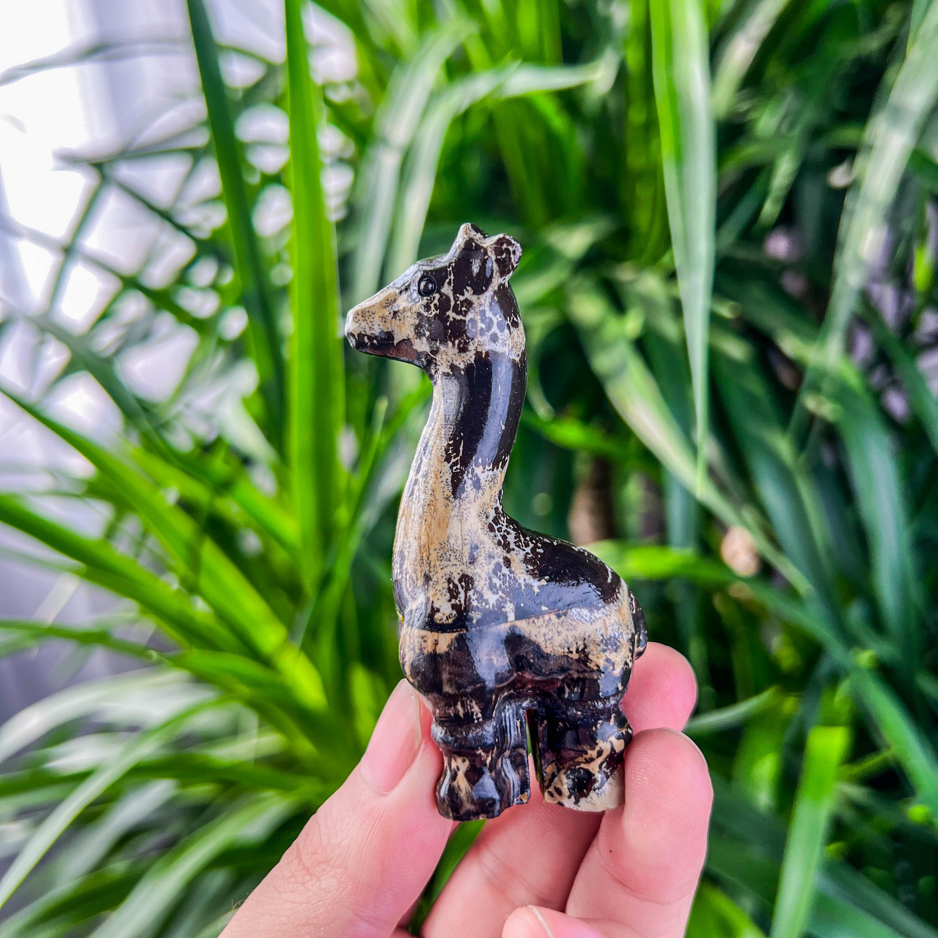 Picture jasper giraffe