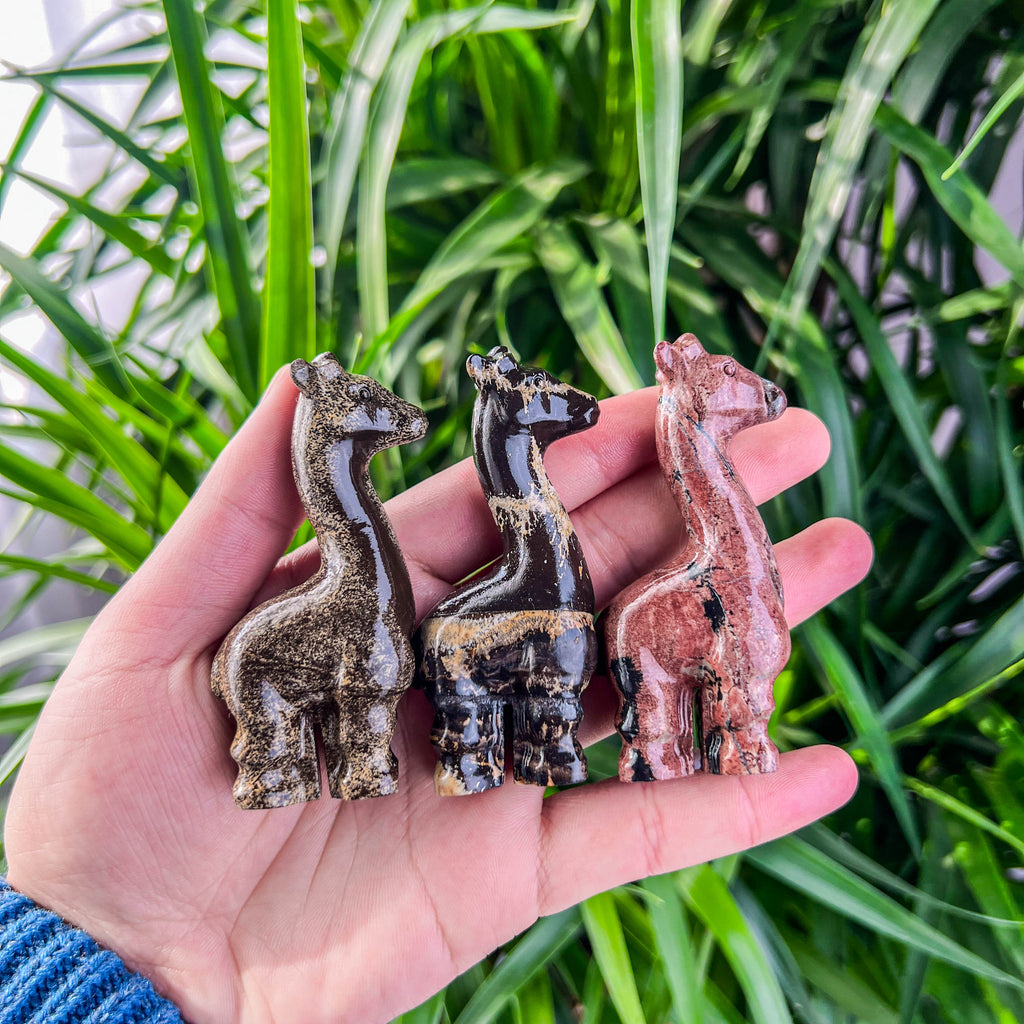 Picture jasper giraffe