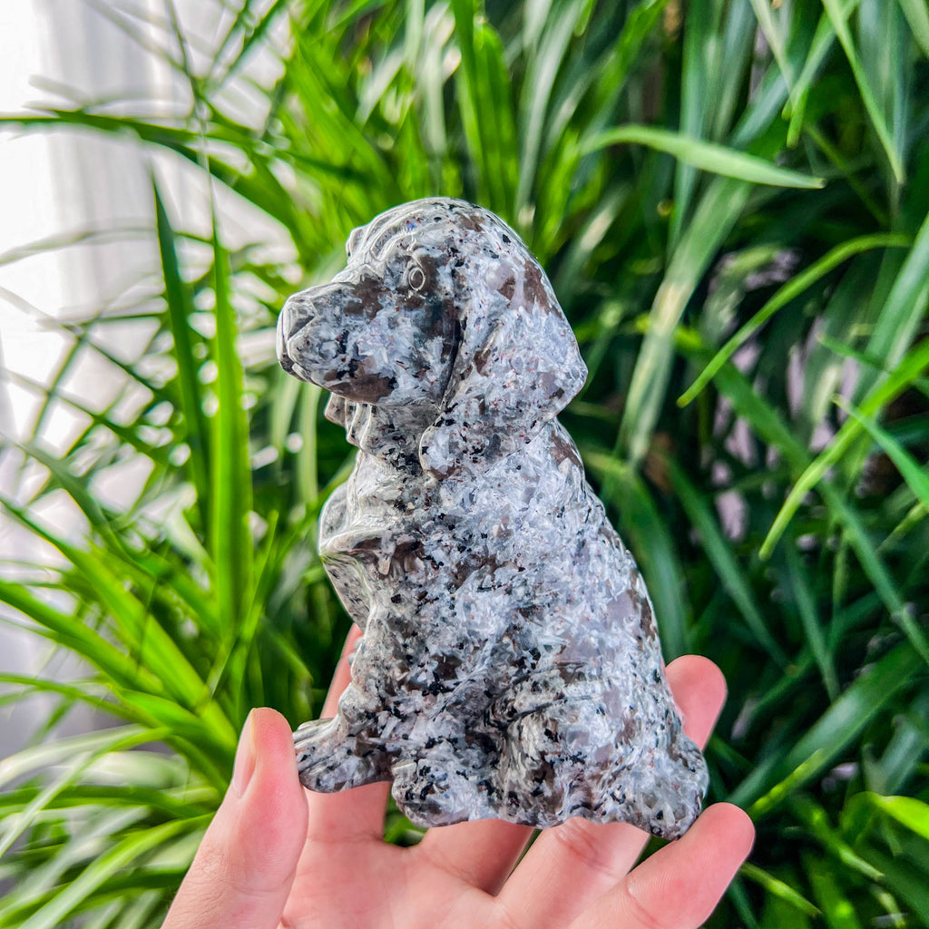 Yooperlite dog