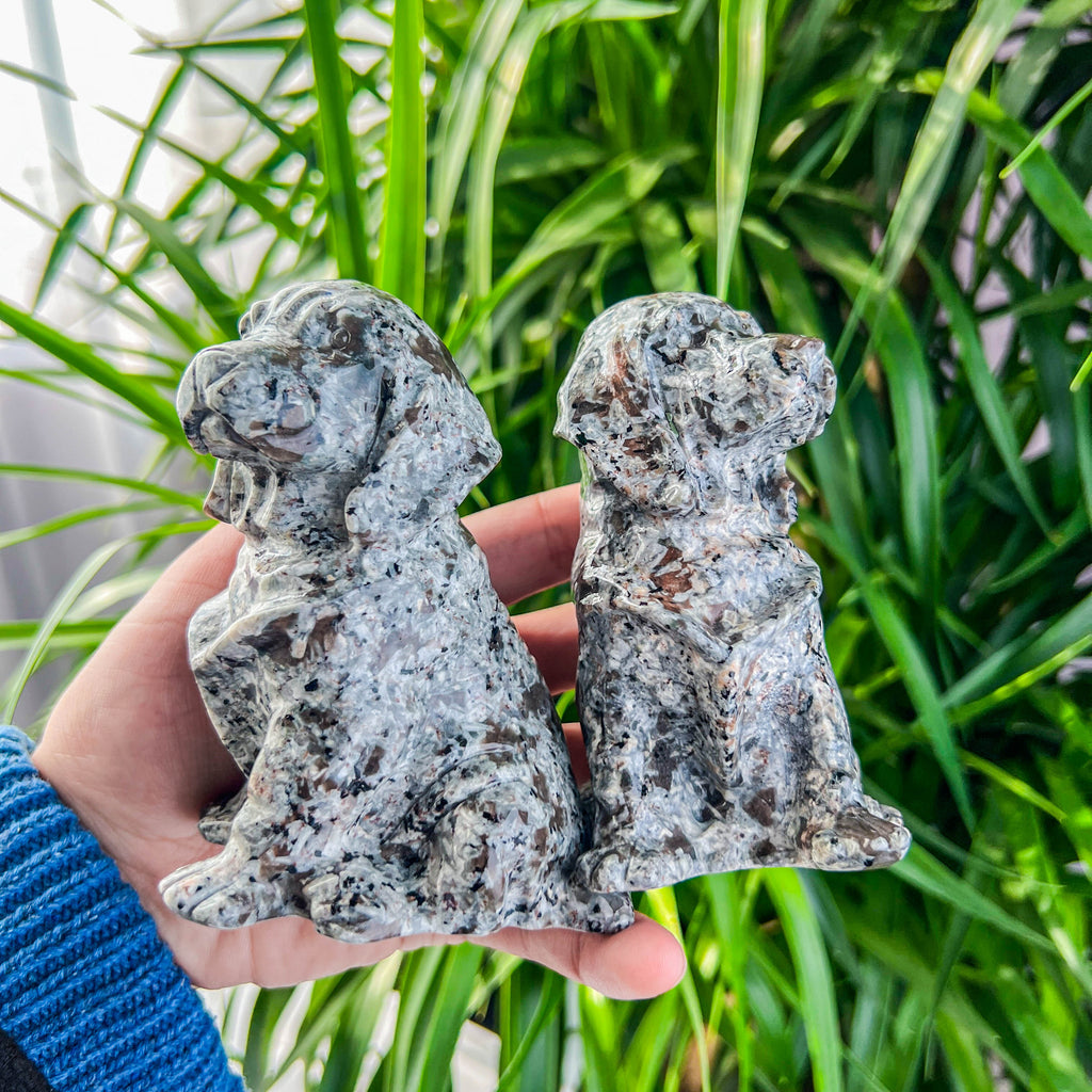 Yooperlite dog