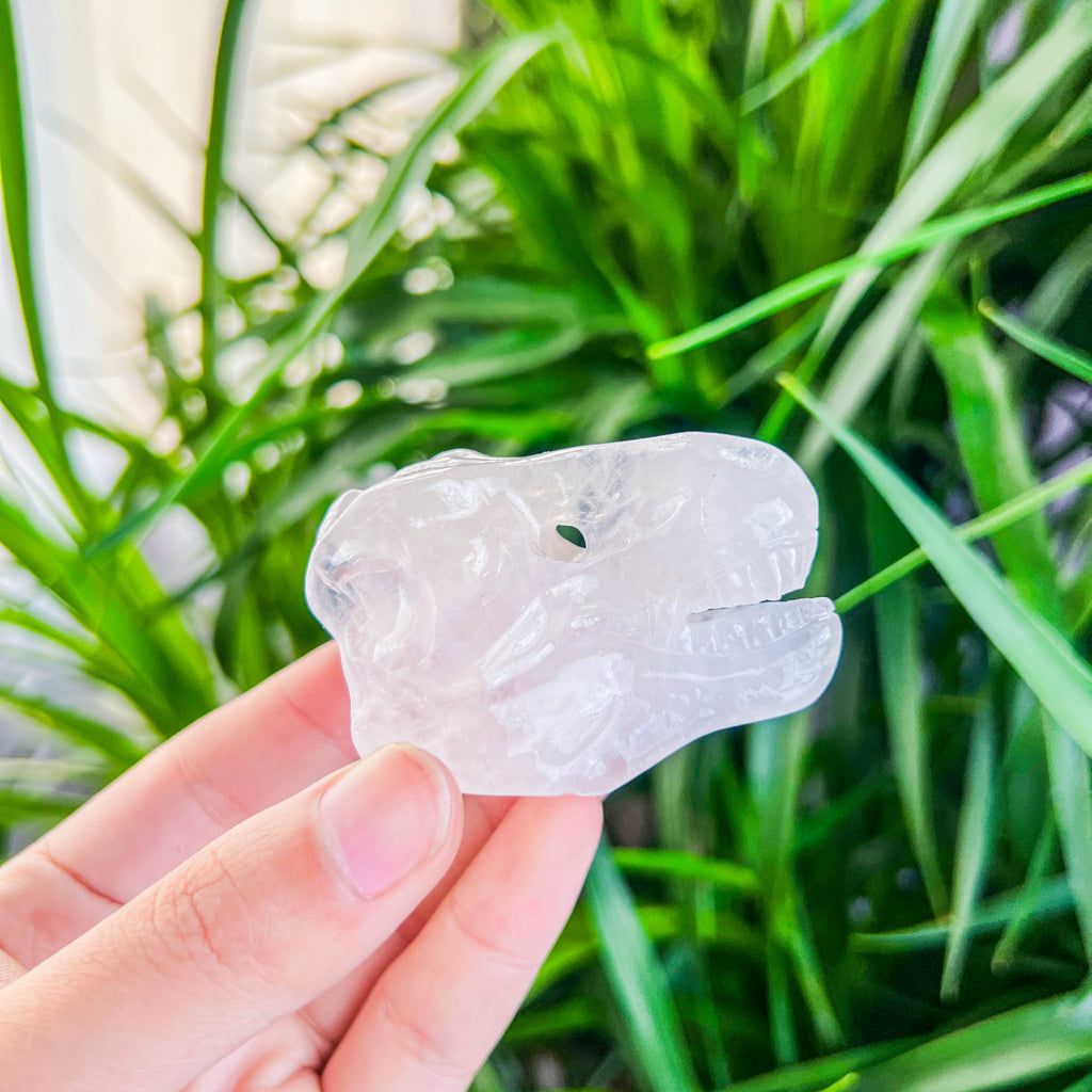 dinosaur skull