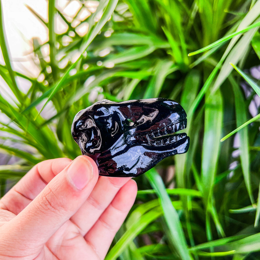 dinosaur skull