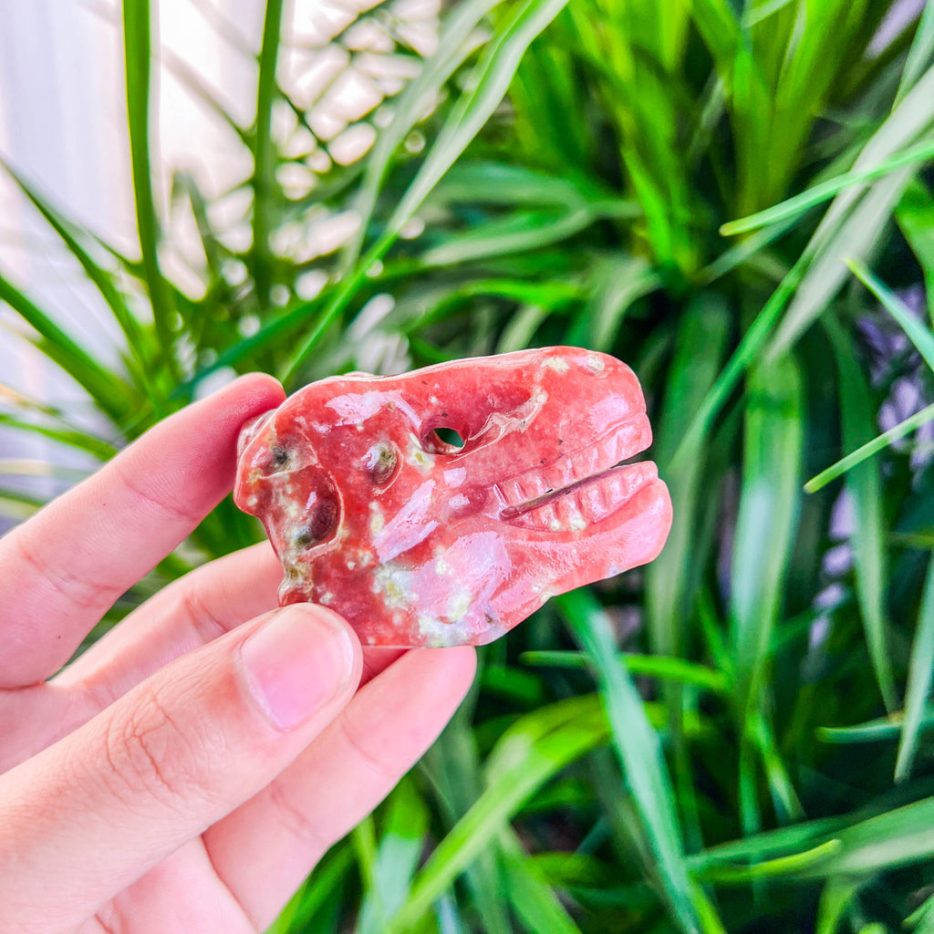 dinosaur skull