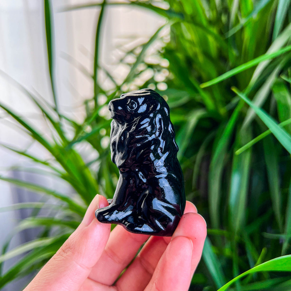 lion