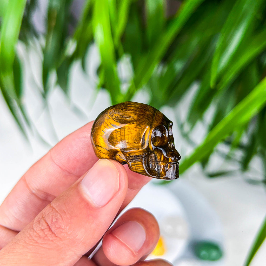 skull (small)