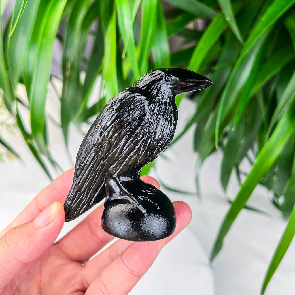 Black obsidian crow