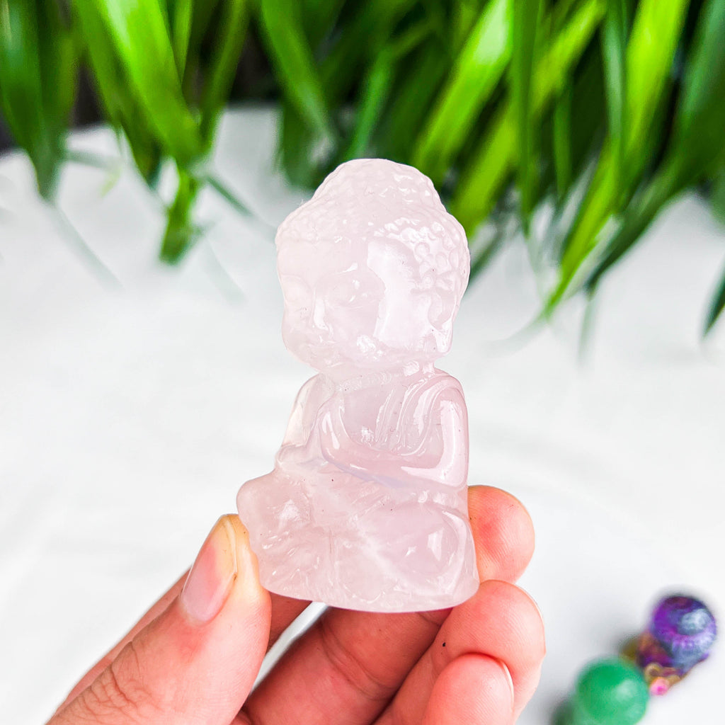 baby buddhass