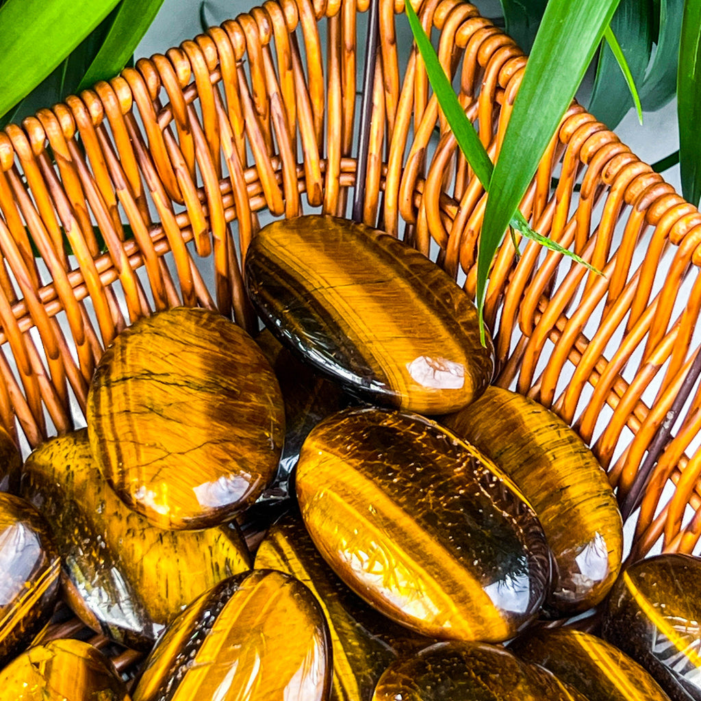 tiger eye palm