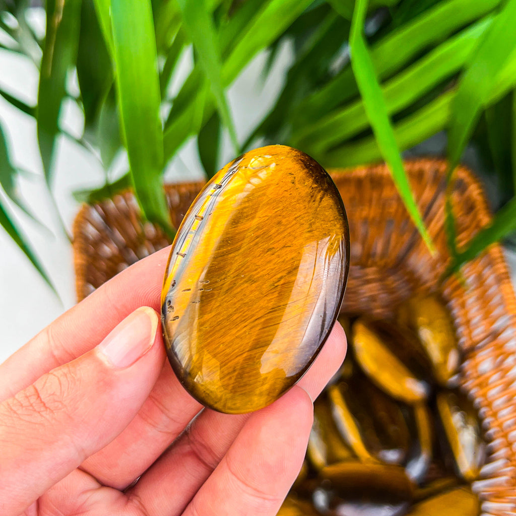 tiger eye palm