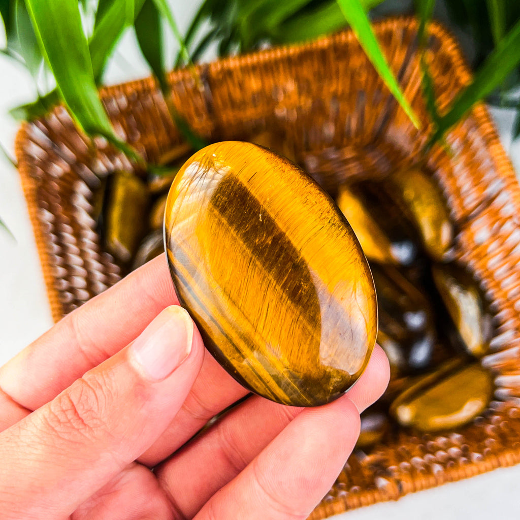 tiger eye palm