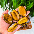 tiger eye palm
