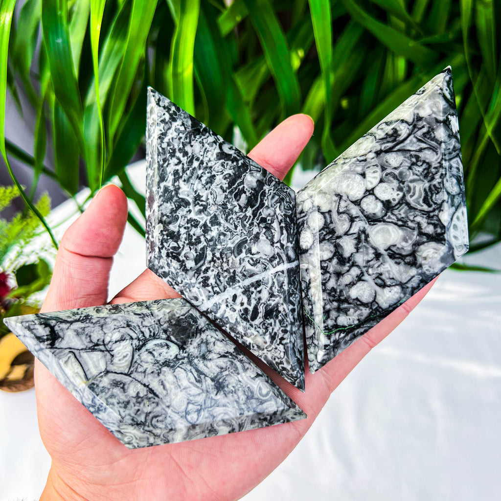 Fossil worm rhombus