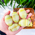 jade palm