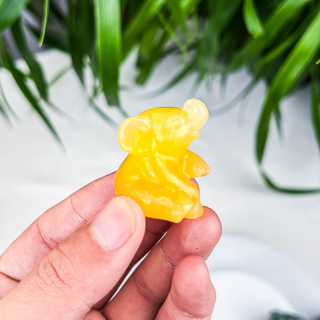 elephant