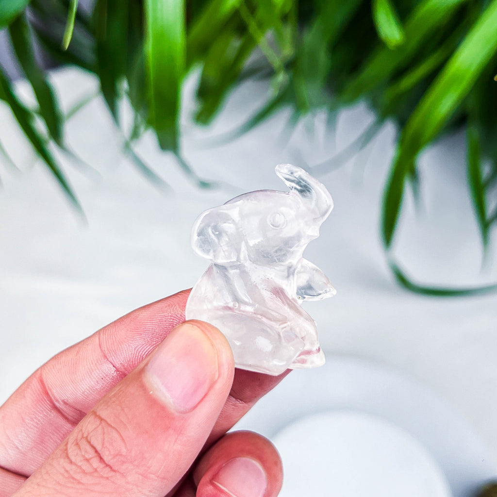 elephant