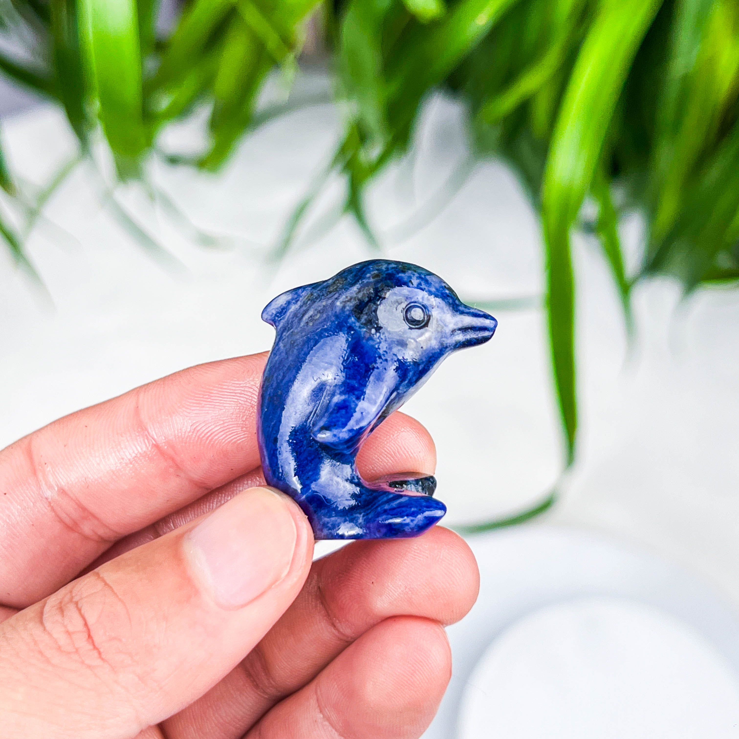 dolphin