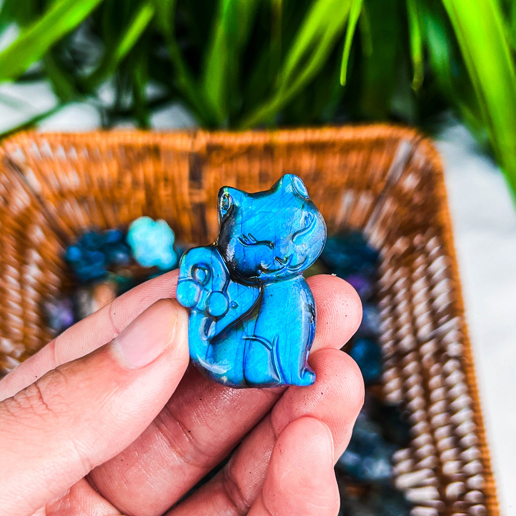 labradorite cat