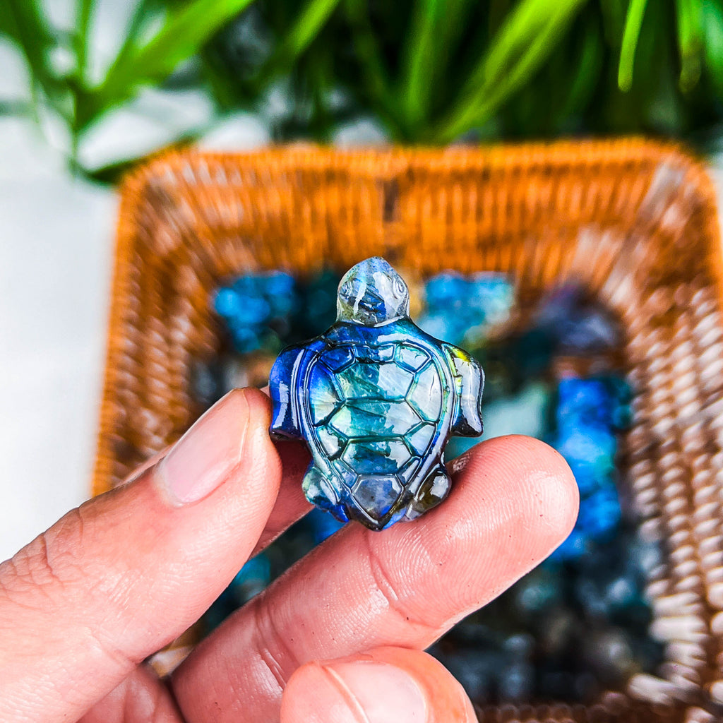 labradorite turtle
