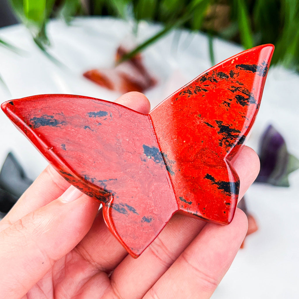 butterfly (medium)