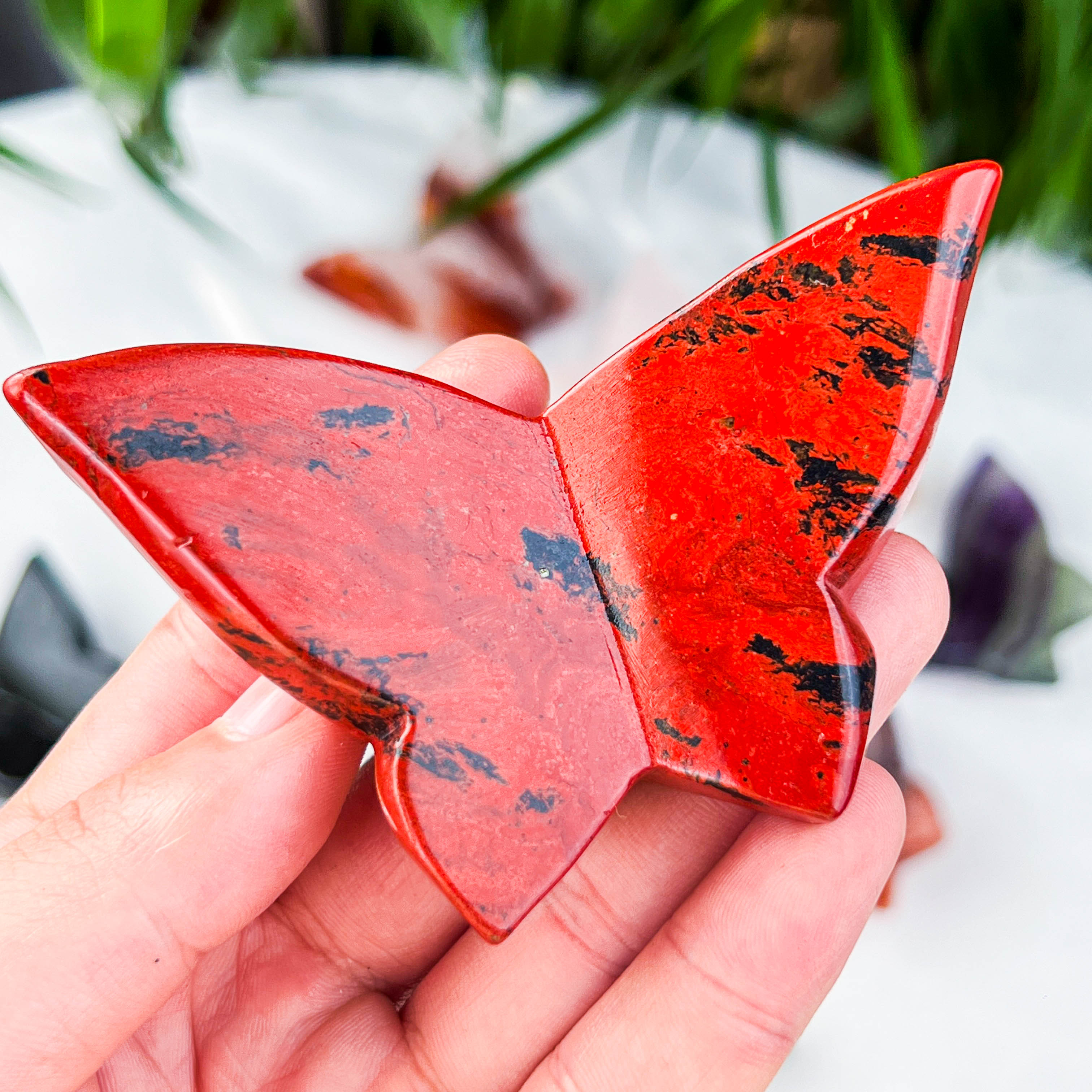 butterfly (medium)