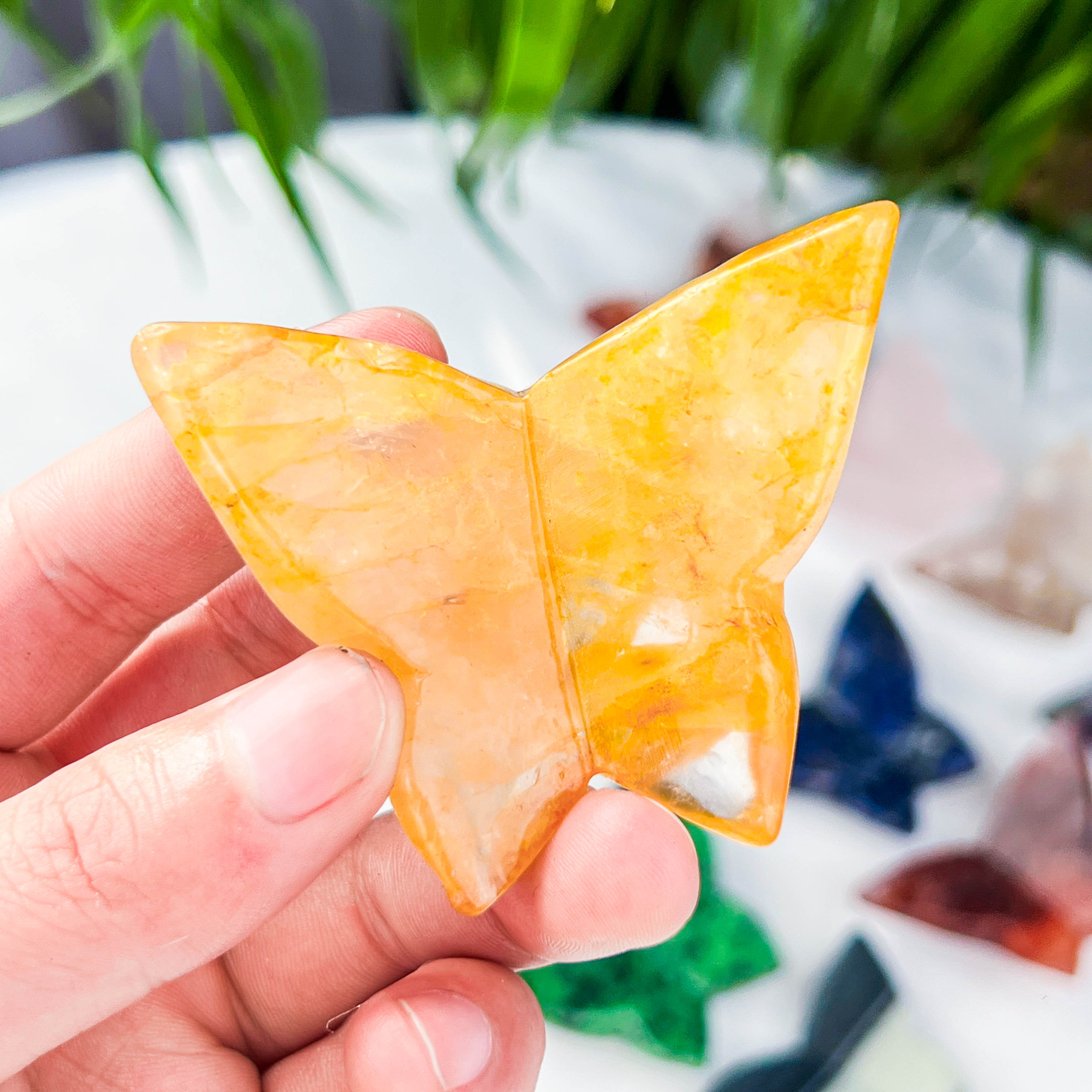 butterfly (medium)