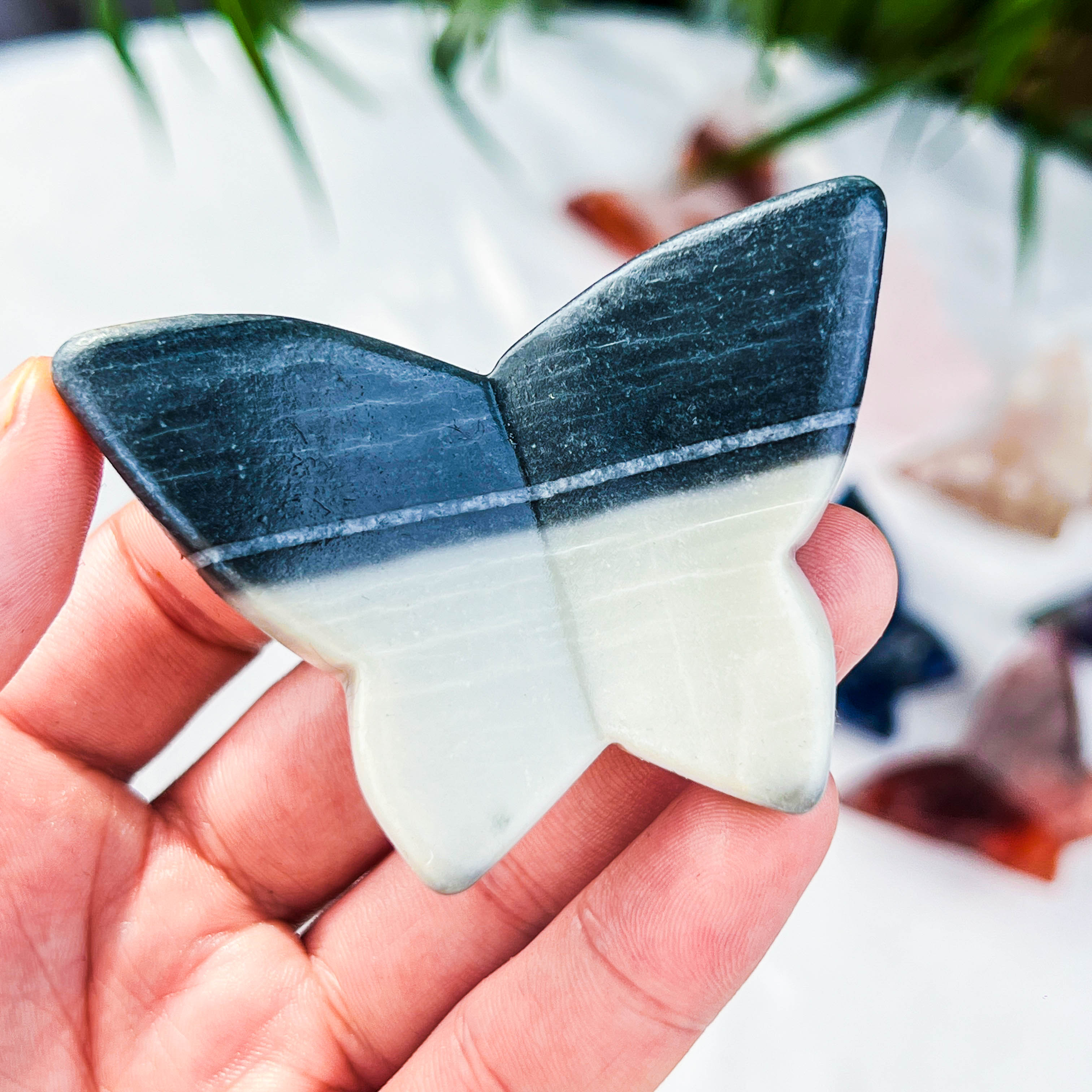 butterfly (medium)