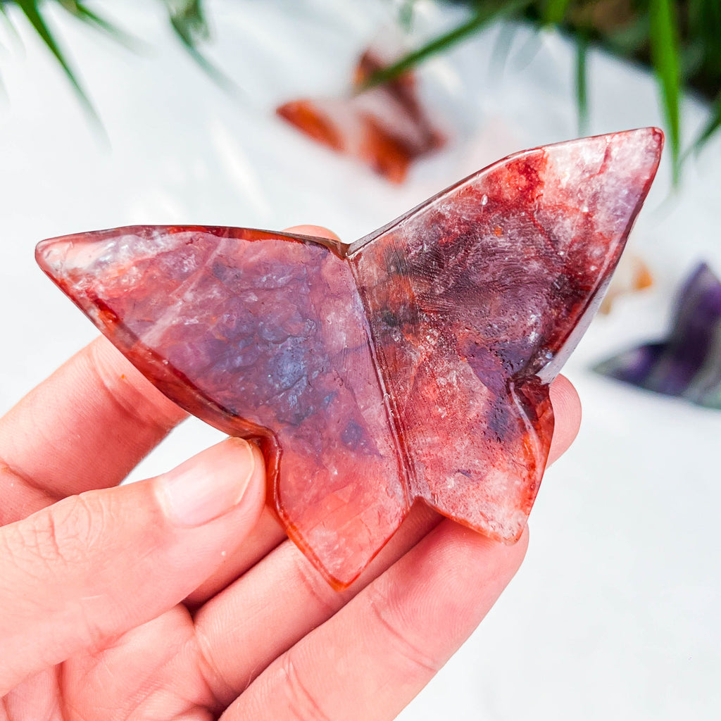 butterfly (medium)