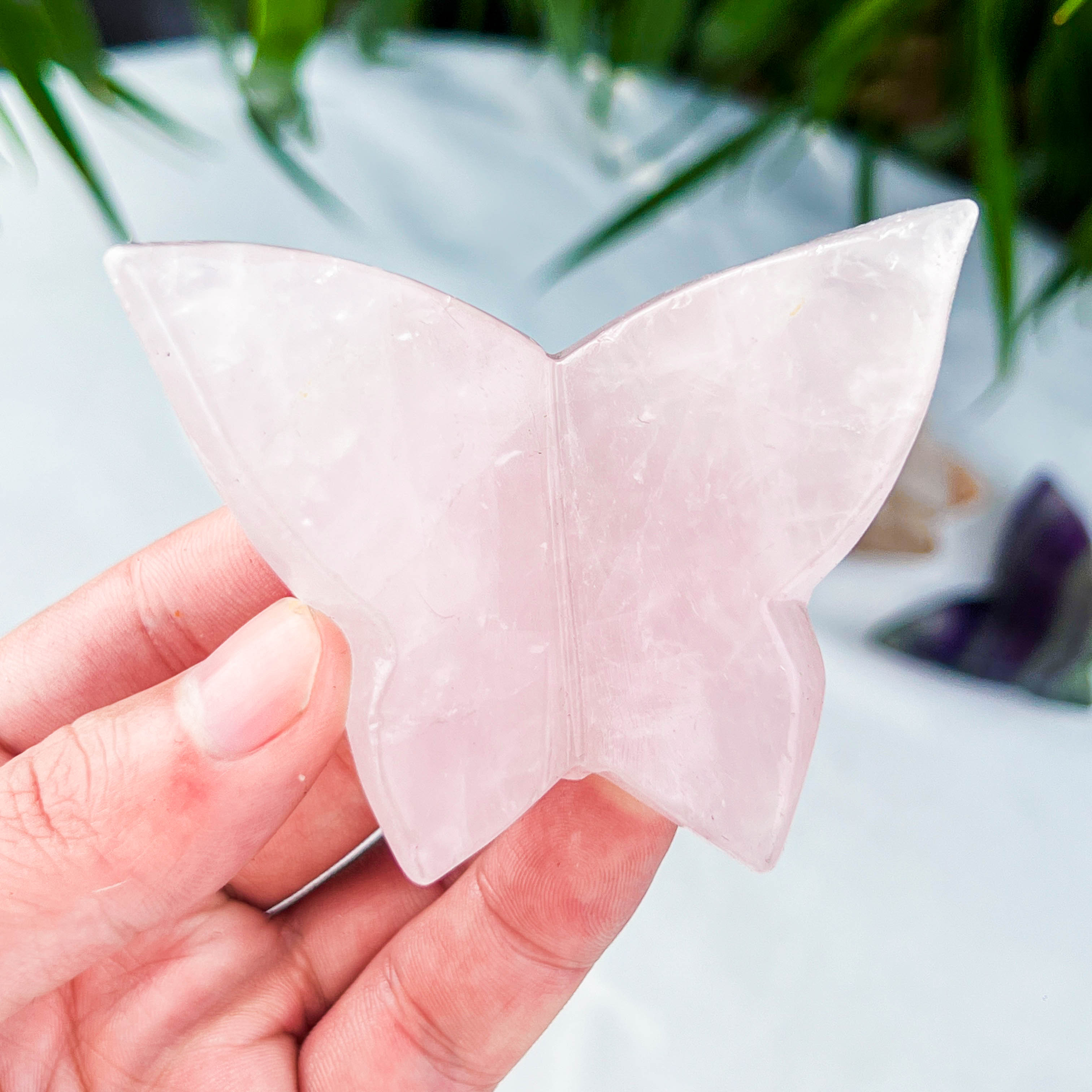 butterfly (medium)