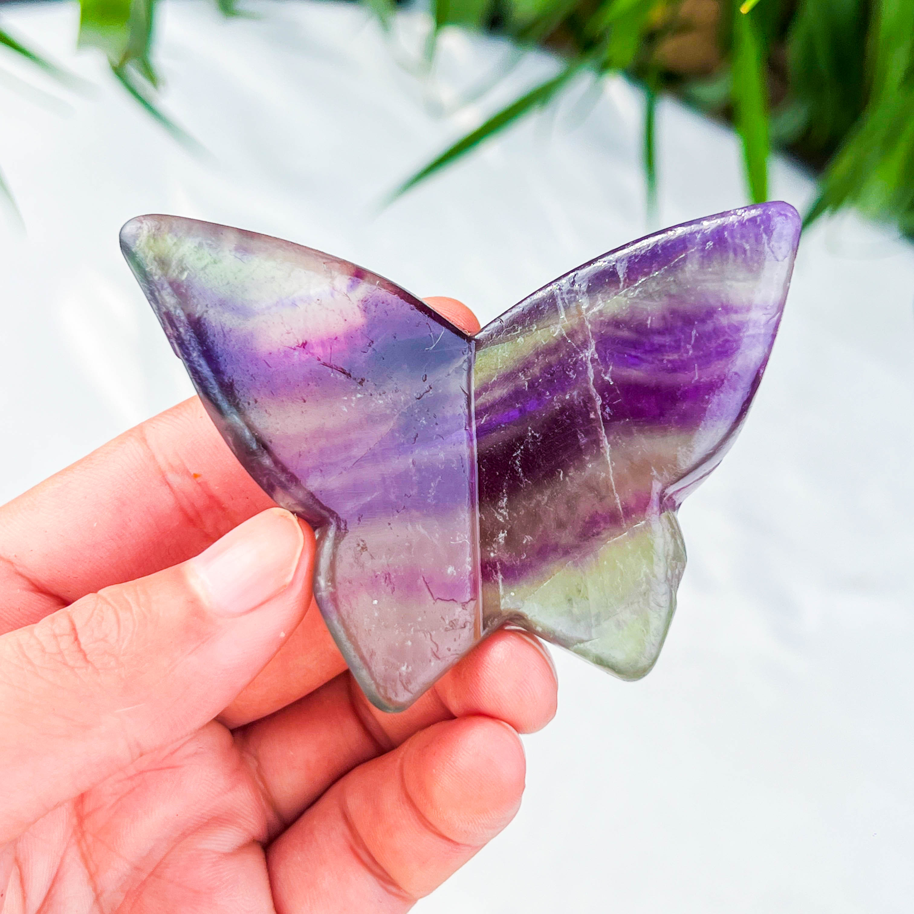 butterfly (medium)