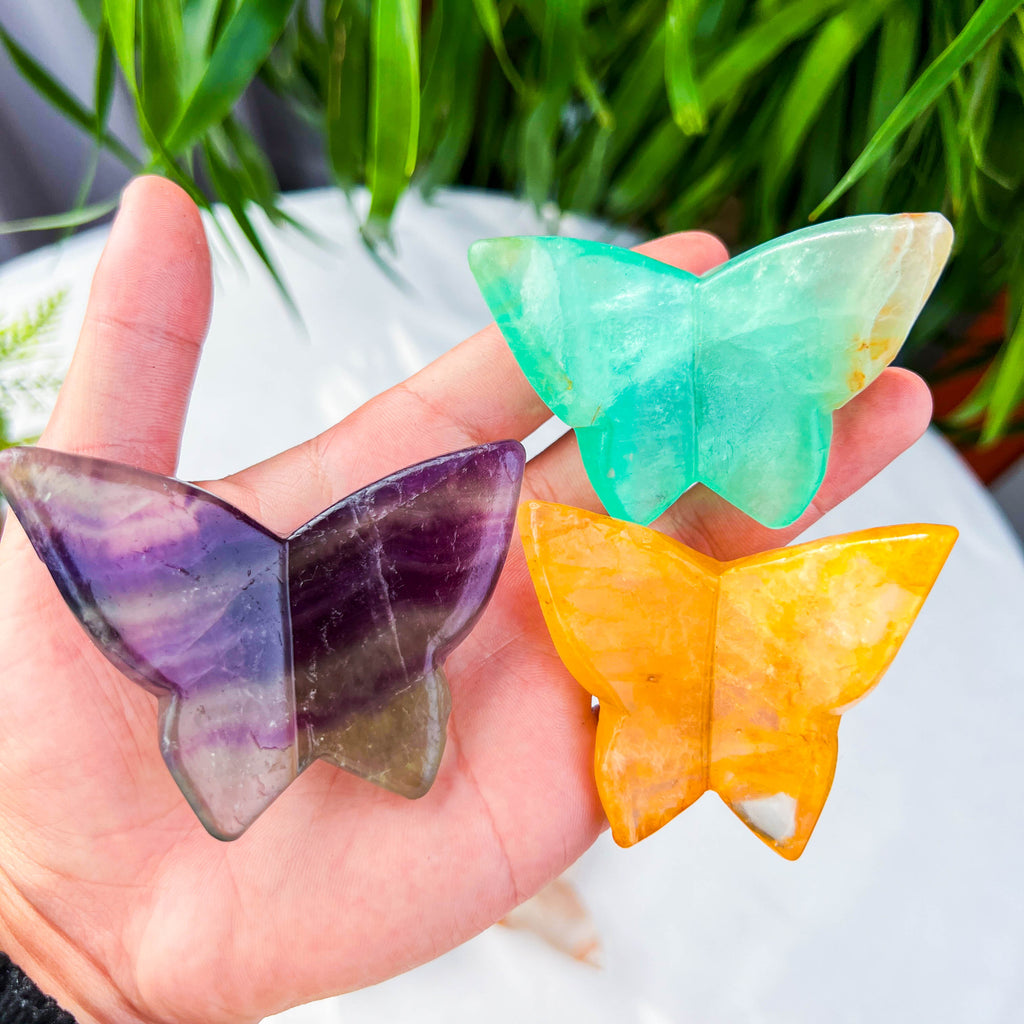 butterfly (medium)