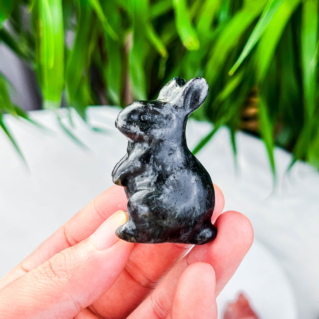 rabbite
