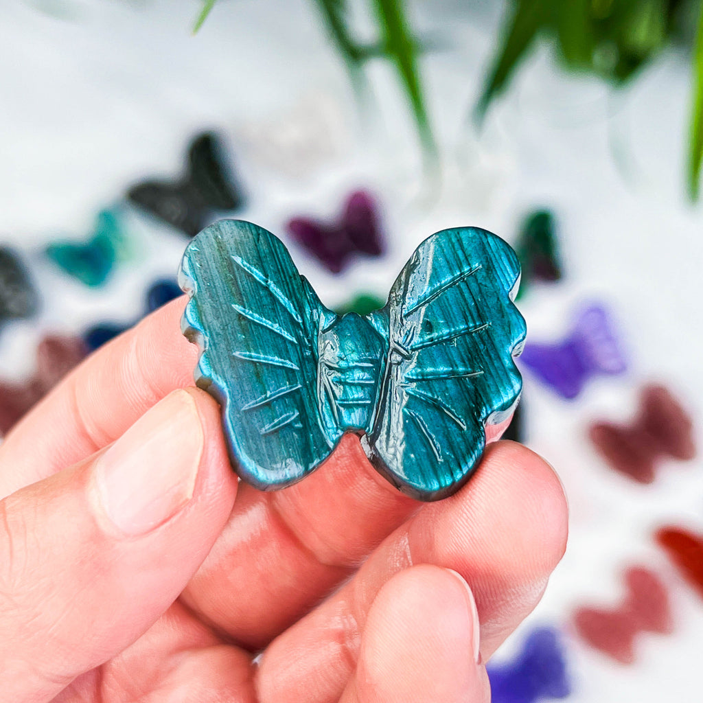 butterfly (small)