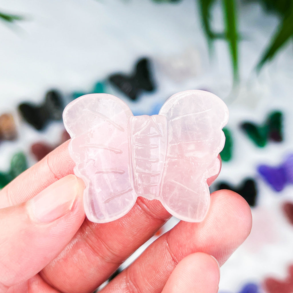 butterfly (small)