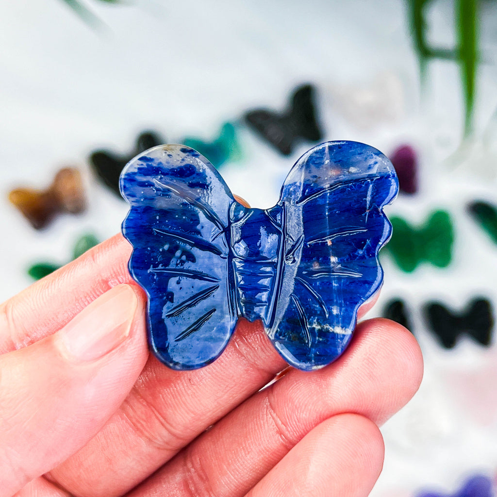 butterfly (small)