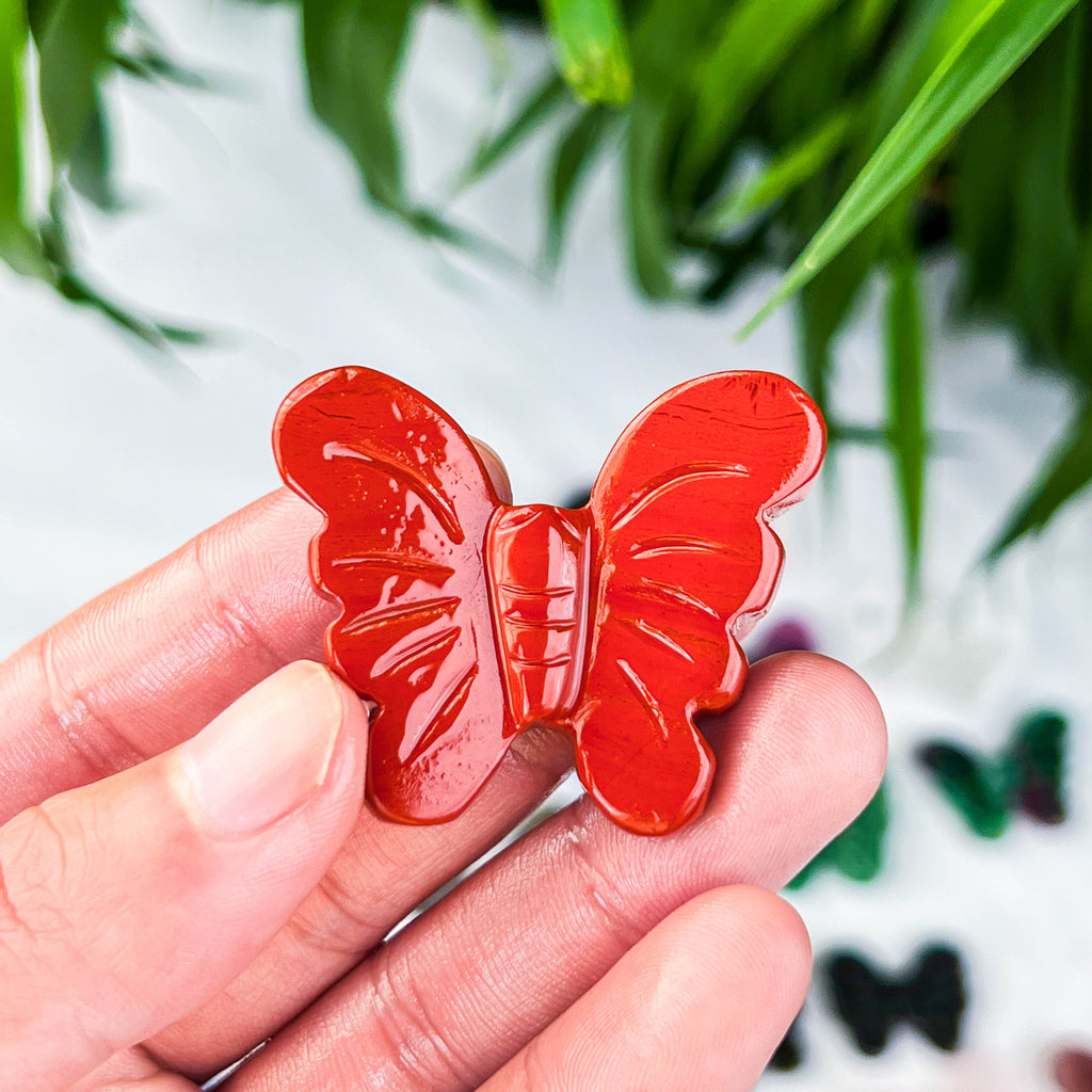 butterfly (small)