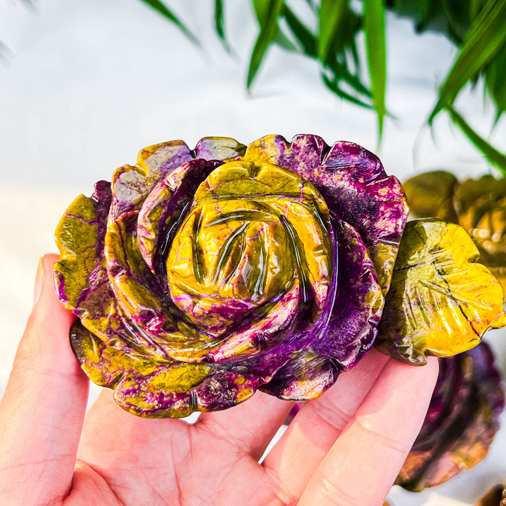 Atlantis rose
