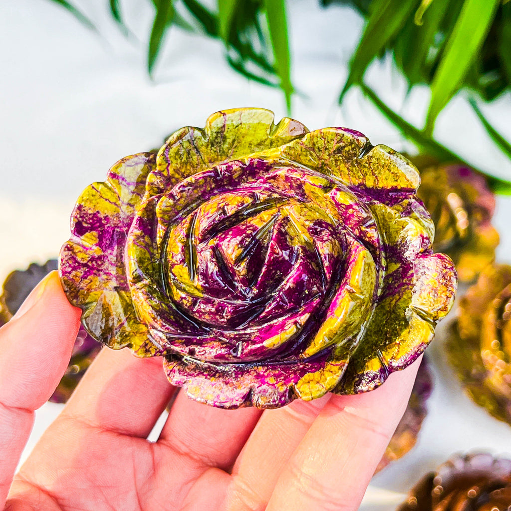 Atlantis rose